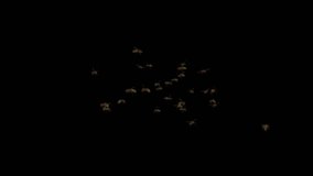 Wasp Swarm - Flying Around - III - Alpha Channel - 4K Ultra HD realistic looped 3D animation with transparent background.