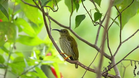 Streaked Spiderhunter (Arachnothera magna) perching stretching on branch in nature