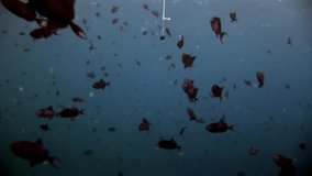 Sinker and school of fish underwater on background of seabed in Maldives. Unique video footage. Abyssal relax diving. Natural aquarium of sea and ocean. Beautiful animals.