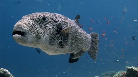 Giant pufferfish boxfish macro video closeup underwater seabed in Maldives. Unique video footage. Abyssal relax diving. Natural aquarium of sea and ocean. Beautiful animals.