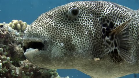 Giant pufferfish boxfish macro video closeup underwater seabed in Maldives. Unique video footage. Abyssal relax diving. Natural aquarium of sea and ocean. Beautiful animals.