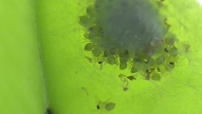 Spider eggs with leaves, 4k video