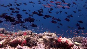 School of fish underwater on background of amazing coral in Maldives. Unique video footage. Abyssal relax diving. Natural aquarium of sea and ocean. Beautiful animals.