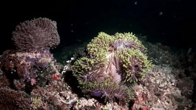 Anemone actinia on seabed underwater of Maldives. Unique video footage. Abyssal relax diving. Natural aquarium of sea and ocean. Beautiful animals. Amazing background.