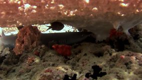 Reef shark underwater on background of amazing coral in seabed Maldives. Unique amazing video footage. Abyssal relax diving. Natural aquarium of sea and ocean. Beautiful animals.