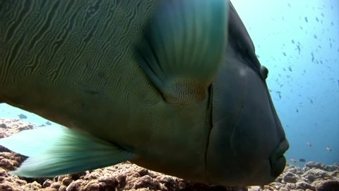 Napoleon fish wrasse closeup macro video underwater on seabed. Unique amazing video footage. Abyssal relax diving. Natural aquarium of sea and ocean. Beautiful animals.