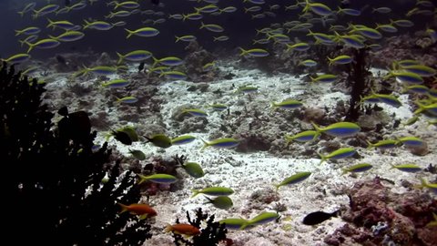 School of fish underwater on background of amazing seabed in Maldives. Unique video footage. Abyssal relax diving. Natural aquarium of sea and ocean. Beautiful animals.