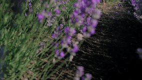 4k panning video of beautiful female artist making painting of lavender field at morning