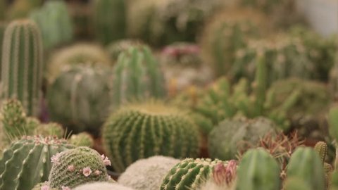 Succulent and cactus plants