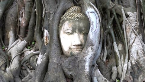 Amazing Buddha head statue in bodhi tree roots.