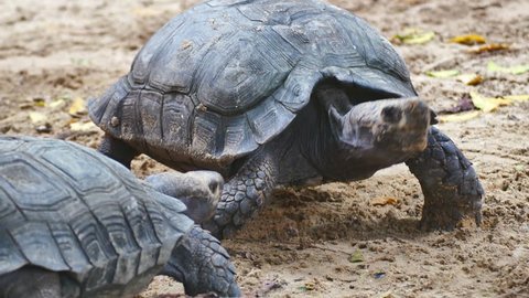 Close up male tortoise walking on sandy ground and flirting female tortoise.