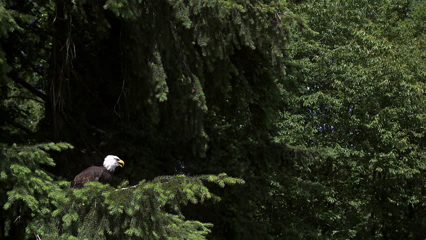 Bald Eagle, haliaeetus leucocephalus, Adult in Flight, Taking off from Branch, Slow Motion