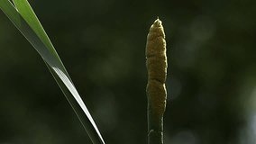 Great Reedmace or Bulrush, typha latifolia, Pollen being released from Plant, Pond in Normandy, Slow Motion