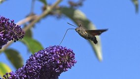 Hummingbird Hawkmoth,macroglossum stellatarum, Adult in Flight, Flapping Wings and Feeding on Buddleja or Summer Lilac, buddleja davidii, Normandy in France, Slow Motion