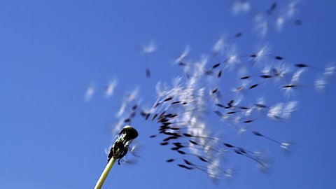 Common Dandelion, taraxacum officinale, seeds from 'clocks' being blown and dispersed by wind against blue Sky, Slow motion