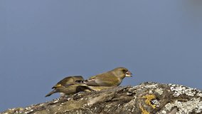 European Greenfinch, carduelis chloris, Adult in Flight, Taking off, Eating Seeds, Normandy, Slow motion
