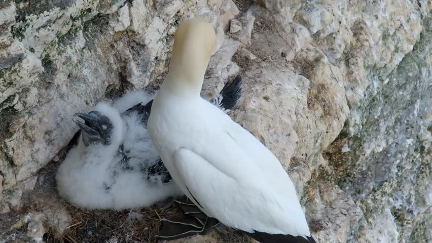 Adult Gannet with young on chalk cliff breeding ground in Yorkshire, UK.