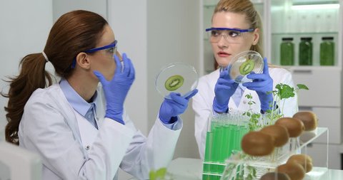 Researchers Women Collaboration in Medical Laboratory Studying Bio Kiwi Fruits