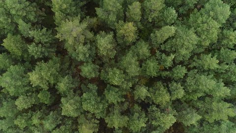 Aero footage in motion by quadcopter of wonderful land scape autumn trees from the height. Traveling concept of clean pure scenery scene, air camera shot treeline and treetop far from the city, Taiga