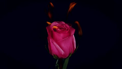 Burning blooming blossom Flowers Rose on Fire in love Valentine card Slow Motion
