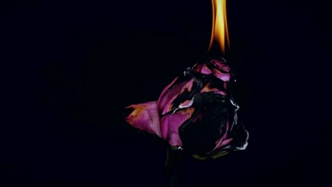 Burning blooming blossom Flowers Rose on Fire in love Valentine card Slow Motion