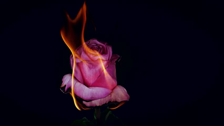 Burning blooming blossom Flowers Rose on Fire in love Valentine card Slow Motion Royalty-Free Stock Footage #31926871