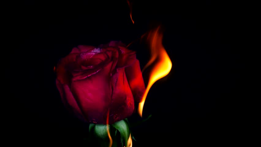 Burning blooming blossom Flowers Rose on Fire in love Valentine card Slow Motion Royalty-Free Stock Footage #31927054