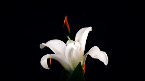 Burning blooming blossom Flowers on Fire in love Valentine card Slow Motion