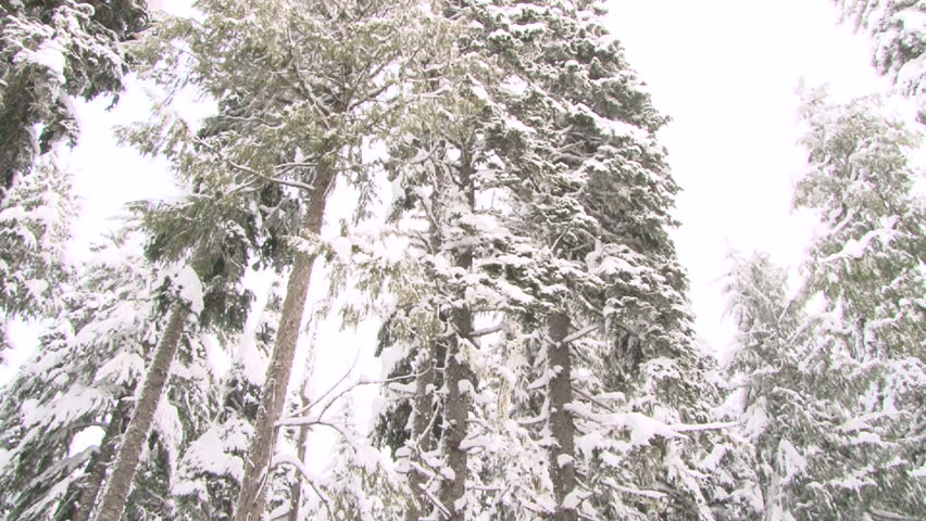 Fresh snow falling over lush Oregon forest in winter, camera tilt up.