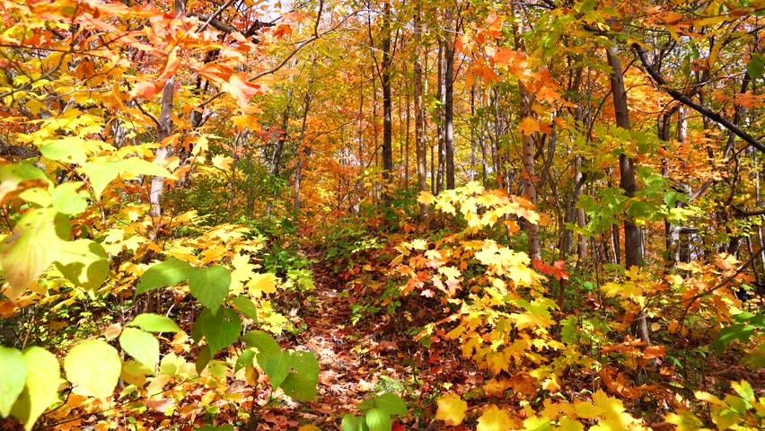 colorful maple tree leaves,Quebec city Canada