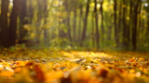 Autumn Scene. Falling colorful Leaves. Trees in autumnal Park. Fall. Autumn colorful park. Slow Motion Ultra high definition 3840X2160 4K UHD video footage