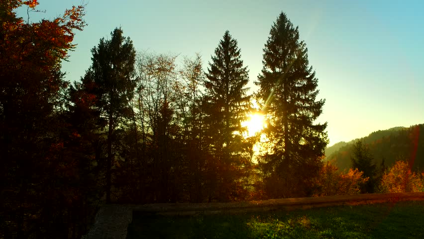 Sun beams comes through spruce and oak forest on an autumn sunny day.