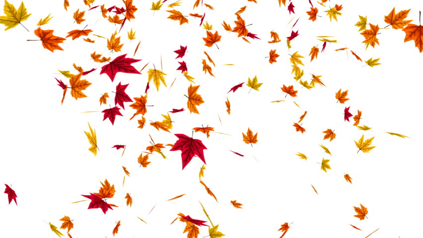 animation falling autumn leaves Stock Footage Video (100% Royalty-free