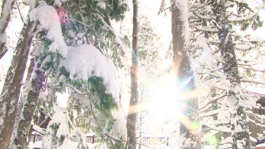 Fresh snow falling in lush Oregon forest in winter, bright sun flare tilt down.