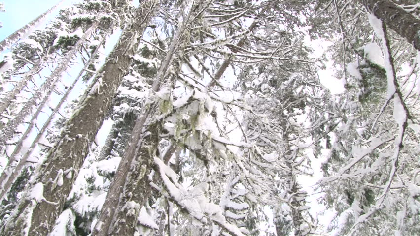 Fresh snow falling over lush Oregon forest in winter, camera spin.