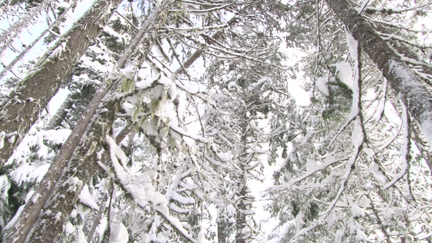 Fresh snow falling over lush Oregon forest in winter, camera spin.