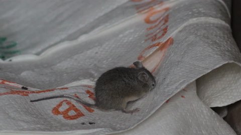 mouse eats a bag/in the warehouse the mouse eats a bag of flour