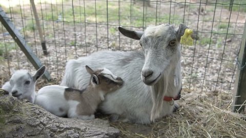 Adorable baby goats and their mother mom.