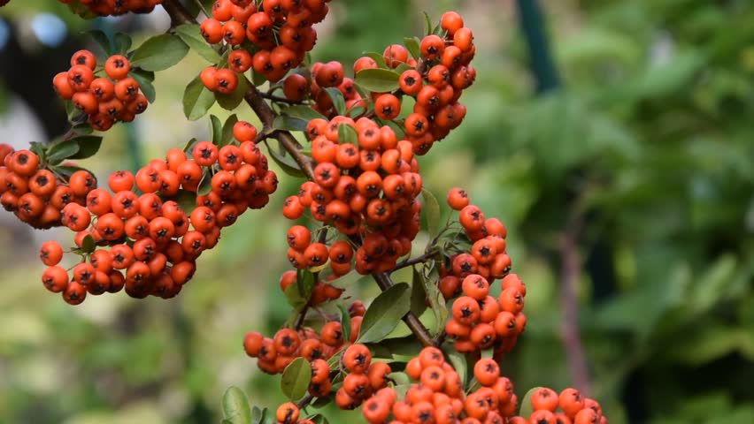 red berries on the bush