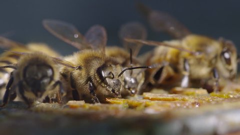 Cinematic shot of golden bees eating royal jelly over a blue background