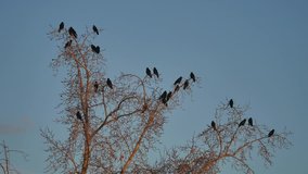 flock of birds taking off from a tree, a flock of crows black bird dry tree. birds ravens in the sky