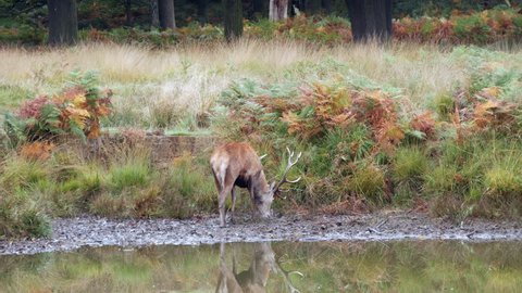 Red Deer Stag Bellowing By a Pond During Rut. Autumn Morning.