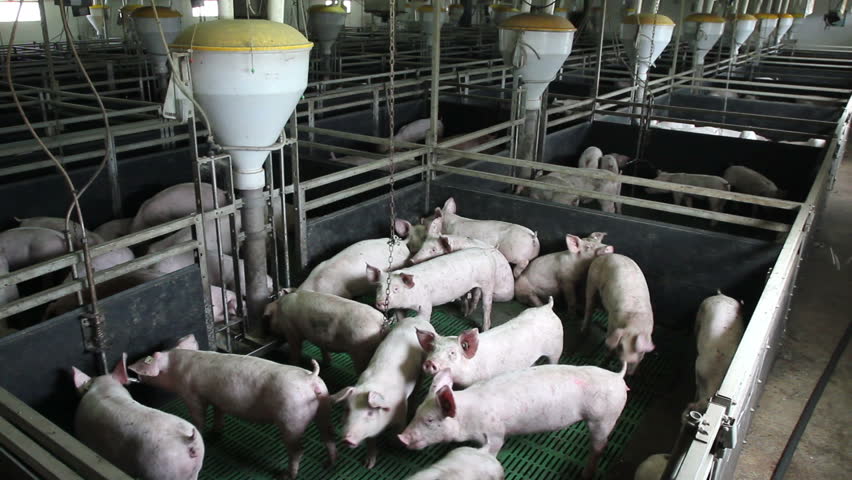 pigs farm intensively farmed batch pens Stock Footage Video (100% ...