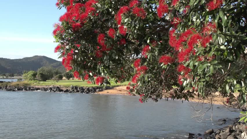 The Pohuukawa tree in flower is the best known of New Zealand coastal trees