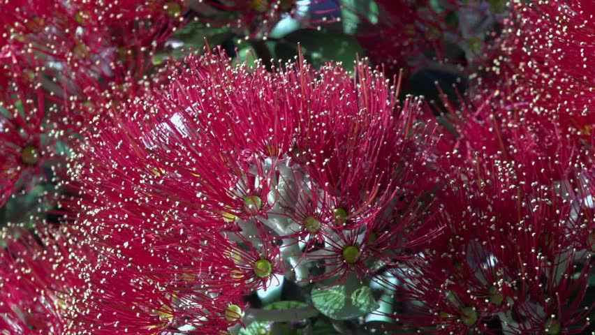 Close up of a Pohutukawa flower, a coastal evergreen tree in the Myrtaceae