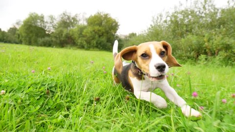 Funny young beagle run after moving camera, slow motion shot. Long flapping ears fly in air, small dog hardly rush across mixed tall grass field