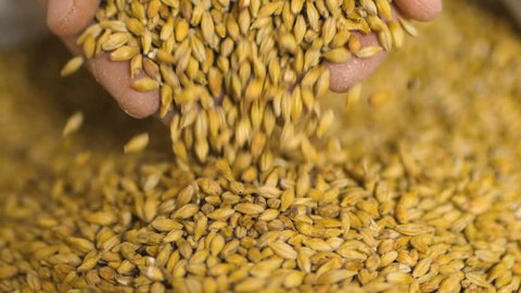 Close up shot of hands of master brewer with barley seeds. Employee examining the barley at brewery factory.