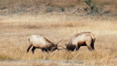 Wild elk fighting
