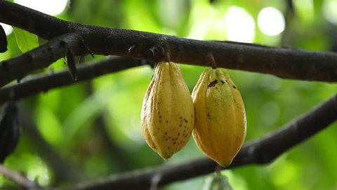 Harvesting cocoa fruit in Thailand