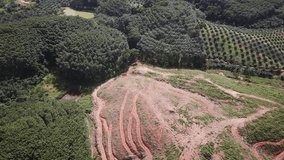 Deforestation. Aerial video footage of logging of rainforest in Thailand. Oil palm plantations 